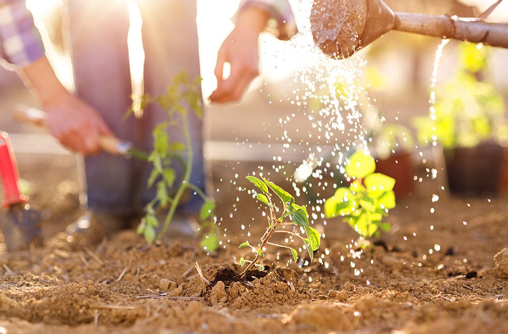 6 Tipps für einen umweltfreundlichen Garten - Lumihome